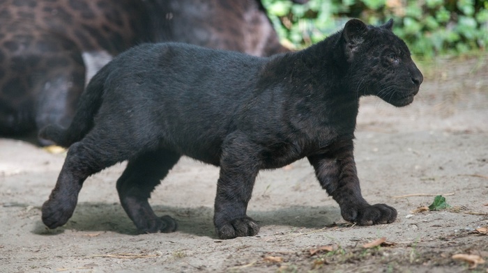 Black Panther, wildlife, cubs, baby animals, panthers, wild cat