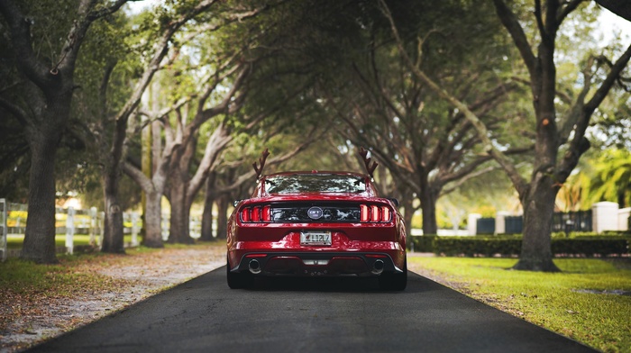 nature, rear view, Ford, mustang gt500, Ford Mustang Shelby, muscle cars