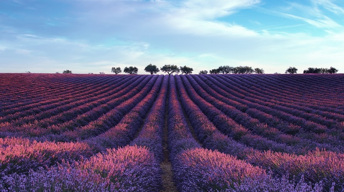 lavender, landscape, field