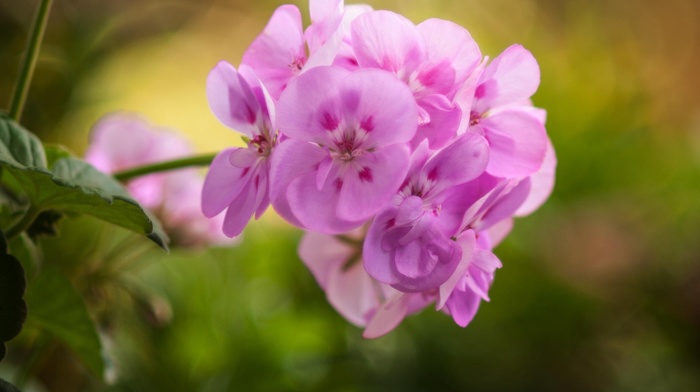 macro, flowers