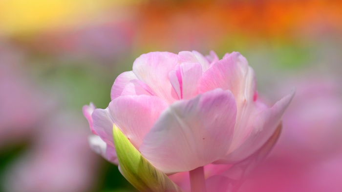 flowers, macro