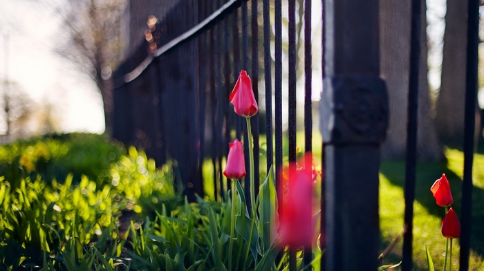 urban, flowers, macro