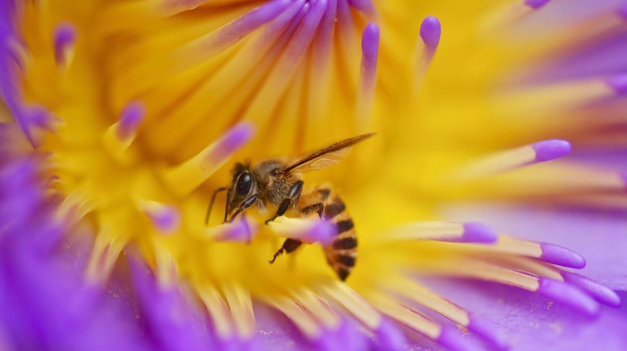 macro, animals, flowers, insect, bees, hymenoptera