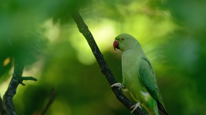 parakeets, ringneck, animals, birds, macro, parrot