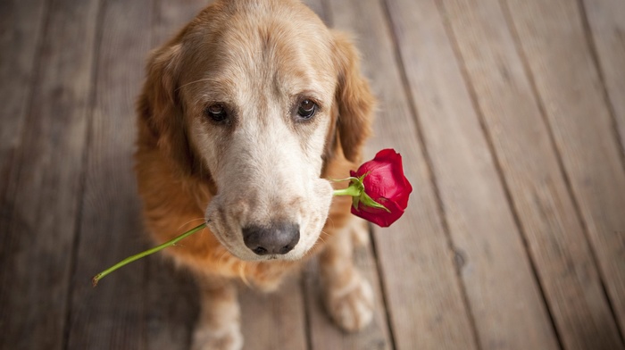 animals, dog, flowers, rose