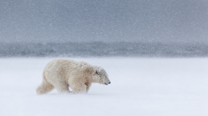 polar bears, mammals, animals, snow