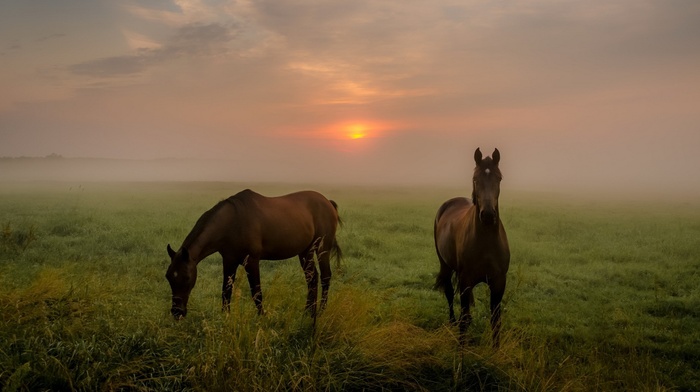 animals, horse, mammals, field, landscape, mist