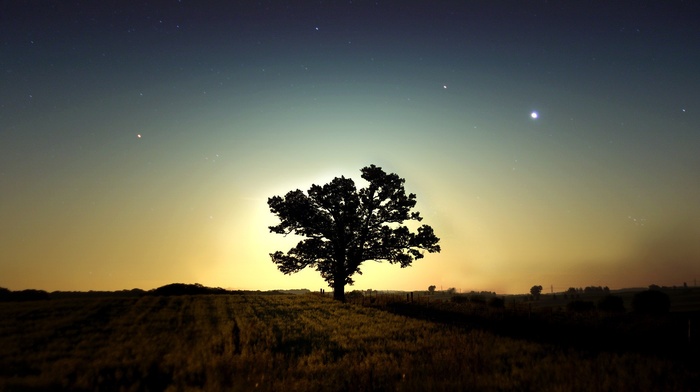 trees, landscape, field, night, photography, nature