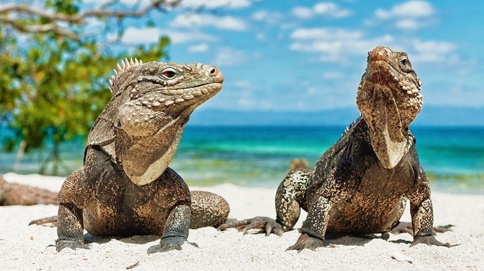 lizards, animals, reptiles, beach, iguana
