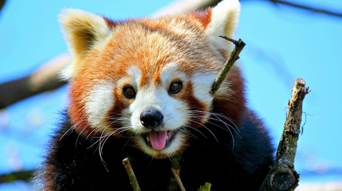 red panda, mammals, animals