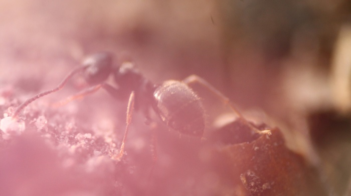 ants, insect, macro, hymenoptera