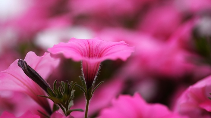 flowers, macro, plants