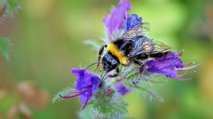 animals, insect, macro, bumblebees, hymenoptera, flowers