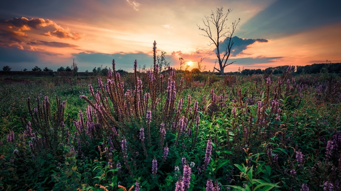 landscape, plants