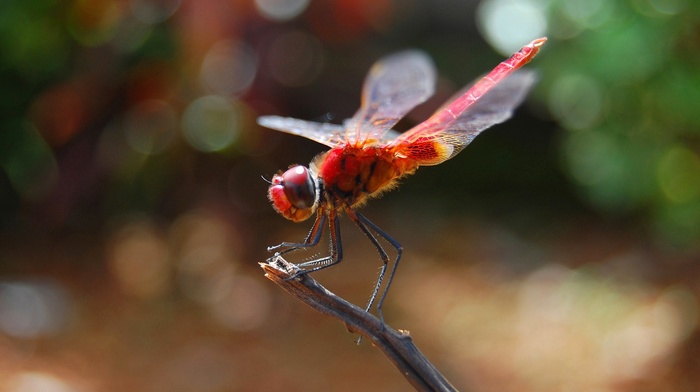 animals, insect, macro, dragonflies