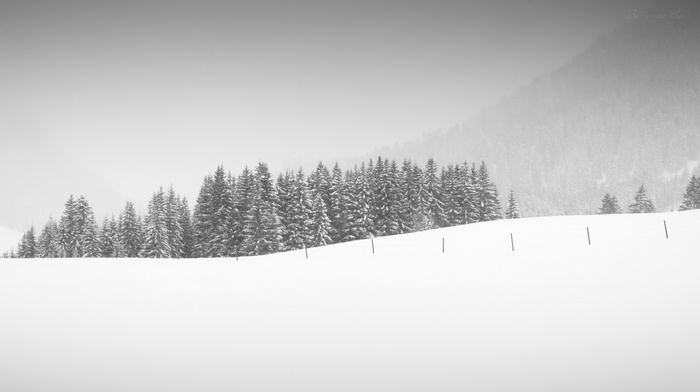 trees, landscape, snow