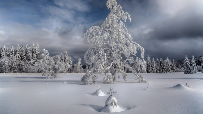 snow, winter, trees, landscape