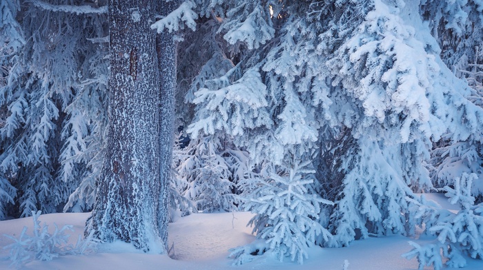 nature, trees, winter, snow