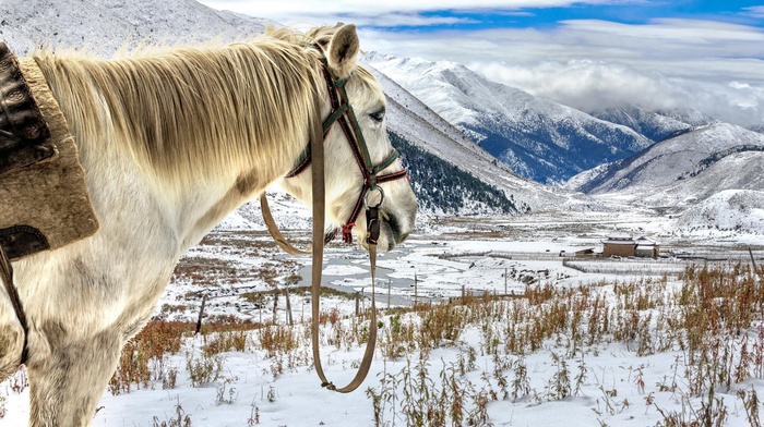horse, animals, Kazakhstan, snow, mountains