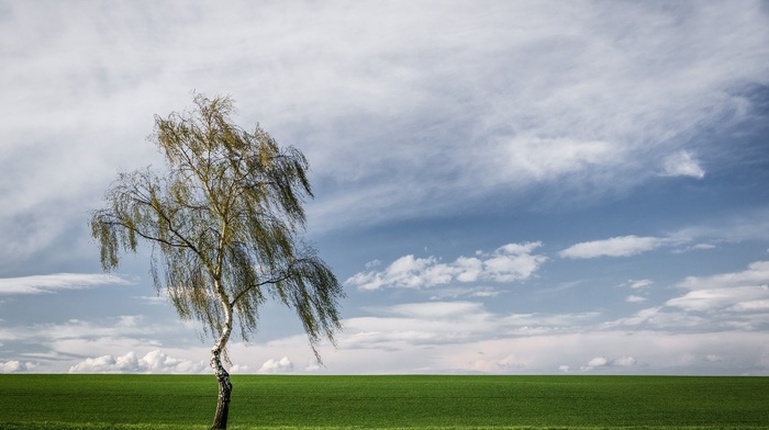 landscape, clouds, nature, trees