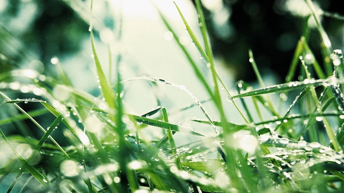 green, leaves, grass, plants, nature, photography, macro