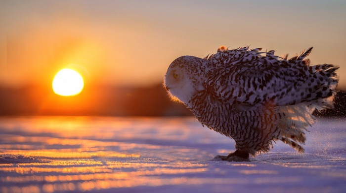 birds, winter, Sun, bokeh, snow, owl, animals