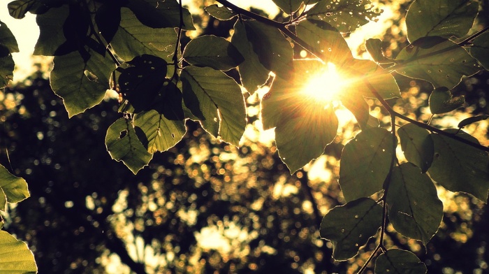 sunset, trees, photography, nature, depth of field, leaves, branch