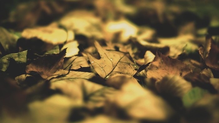 photography, nature, fall, macro, leaves