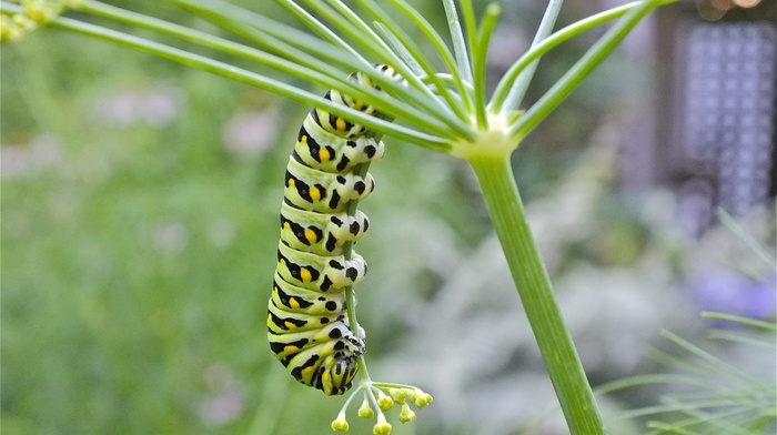 caterpillars