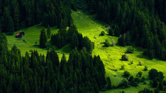 trees, landscape, nature, green