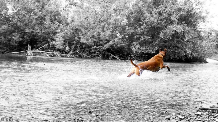dog, water, river, monochrome