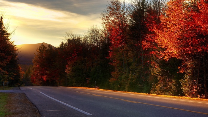 plants, road, landscape, trees, fall, nature, photography