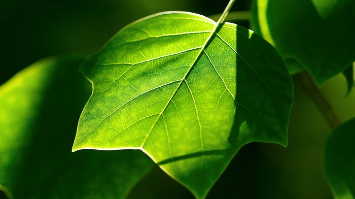 photography, nature, green, leaves, macro