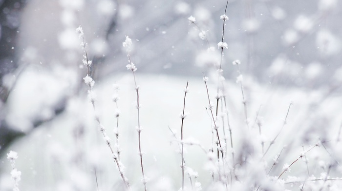 nature, snow, winter, depth of field, branch, plants, photography