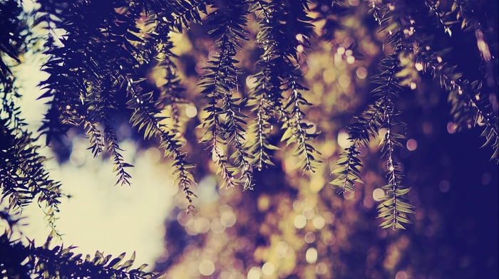 depth of field, plants, nature, photography