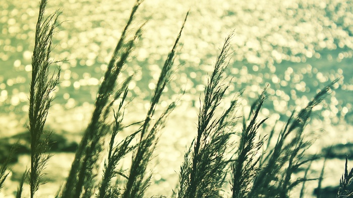 sea, nature, depth of field, water, plants, photography, landscape