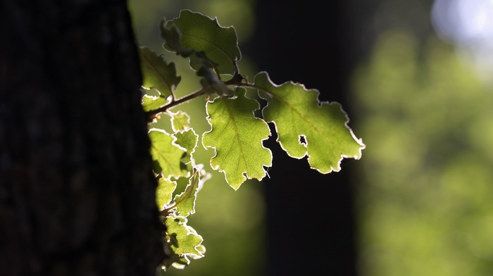 depth of field, trees, photography, leaves, nature