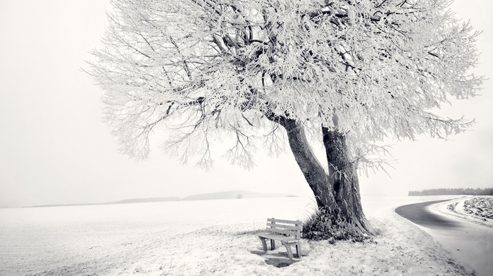 snow, winter, nature, photography, trees, landscape