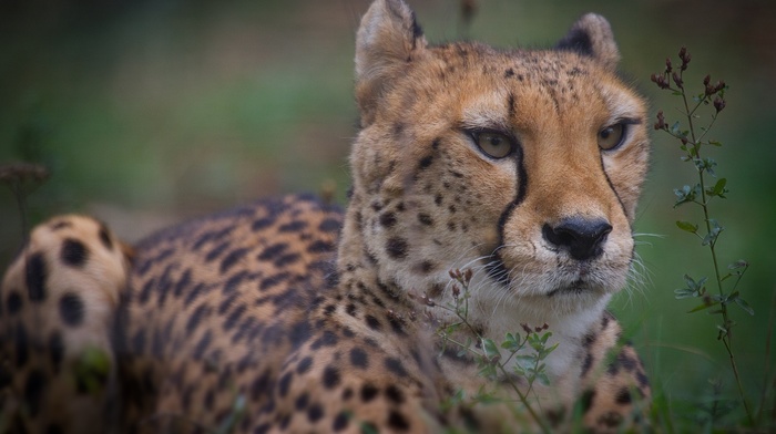 wild cat, animals, nature, wildlife, hunting, macro, cheetah