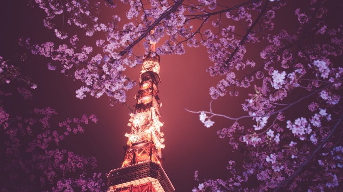 Hanami, Japan, Tokyo Tower