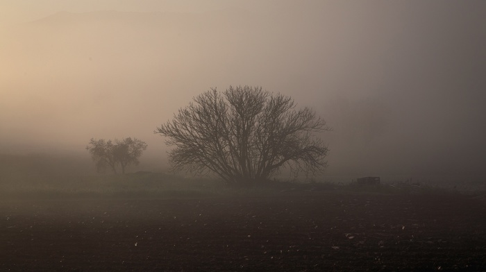 mist, ground, panorama, photography, nature, trees, brown