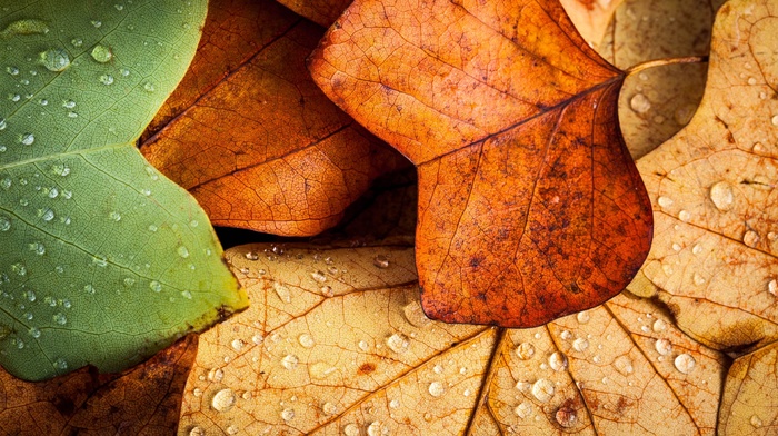 nature, closeup, macro, leaves, wet, fall, water drops
