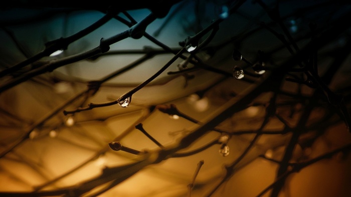 depth of field, water drops, trees, closeup, nature, branch, filter