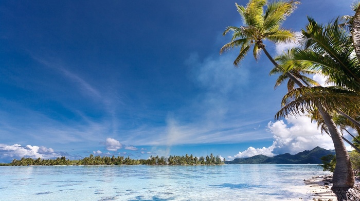 palm trees, summer, landscape, nature, tropical, beach, sea, island, mountains, Eden, French Polynesia