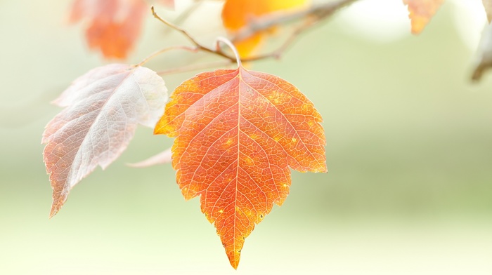 macro, leaves