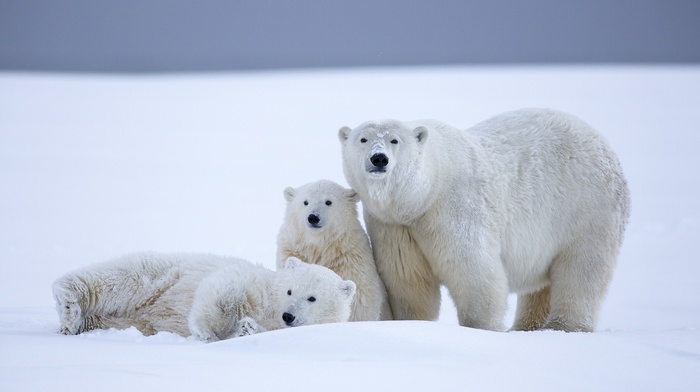 polar bears, snow, animals, baby animals