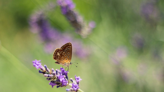 flowers, animals