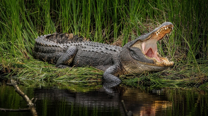 crocodiles, animals