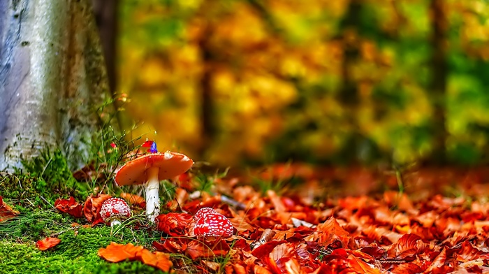 forest