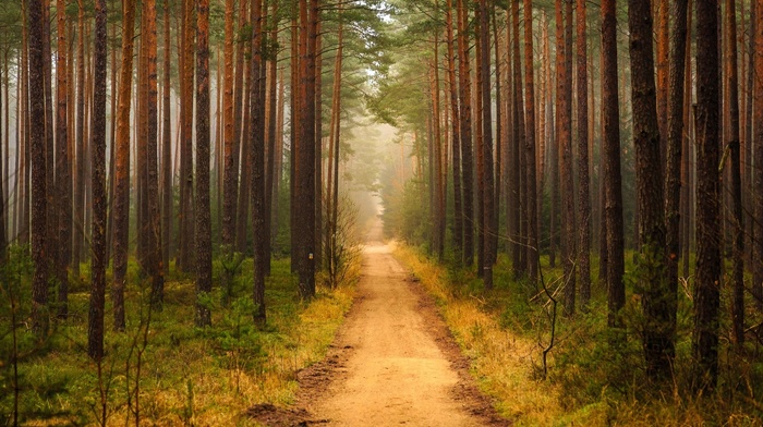 path, trees, forest